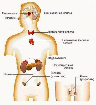 Гипотериоз щитовидки у женщин симптомы и лечение