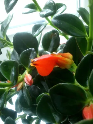 Изображение Гипоцирта - растение, которое привлечет взгляды гостей.