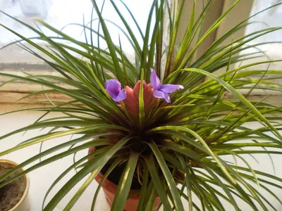 Фотография Гипоцирта - растение, которое поможет создать атмосферу релакса.