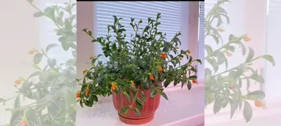 Изображение Гипоцирты: украсьте свою комнату этим растением.