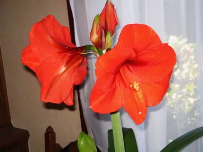 Красивое изображение Гиппеаструма: идеальное решение для любителей растений