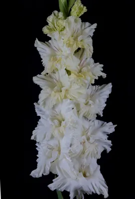 Gladiolus Elvive