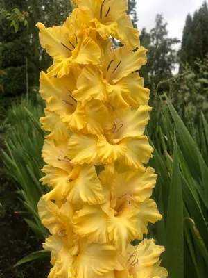 ТОП-30 отечественных гладиолусов | Редкие цветы для северного сада | Дзен