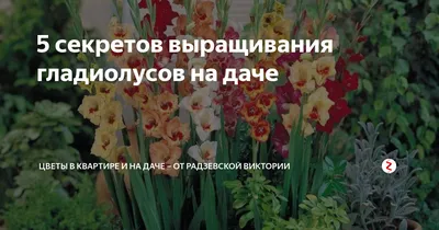 Обустройство цветника на даче - Рекома – стройматериалы и товары для дома в  Мурманске