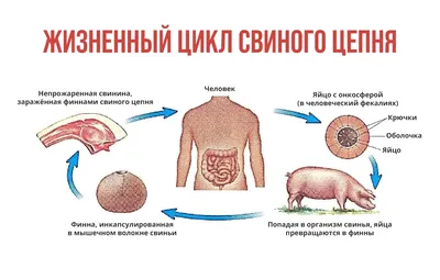 Глисты (гельминты): лечение, признаки и профилактика гельминтоза