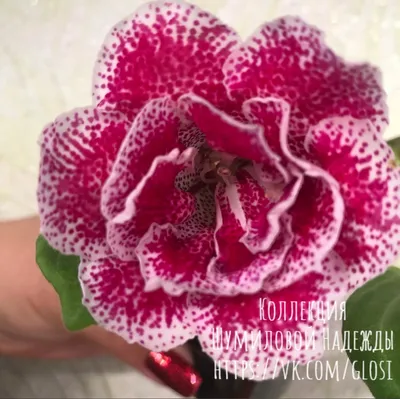 Глоксиния махровая Брокад F1 красная - купить семена цветов с доставкой по  Украине в магазине Добродар
