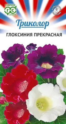 Глоксиния - «Очень красиво цветёт, неприхотливое растение, легко выращивать  из семян!» | отзывы