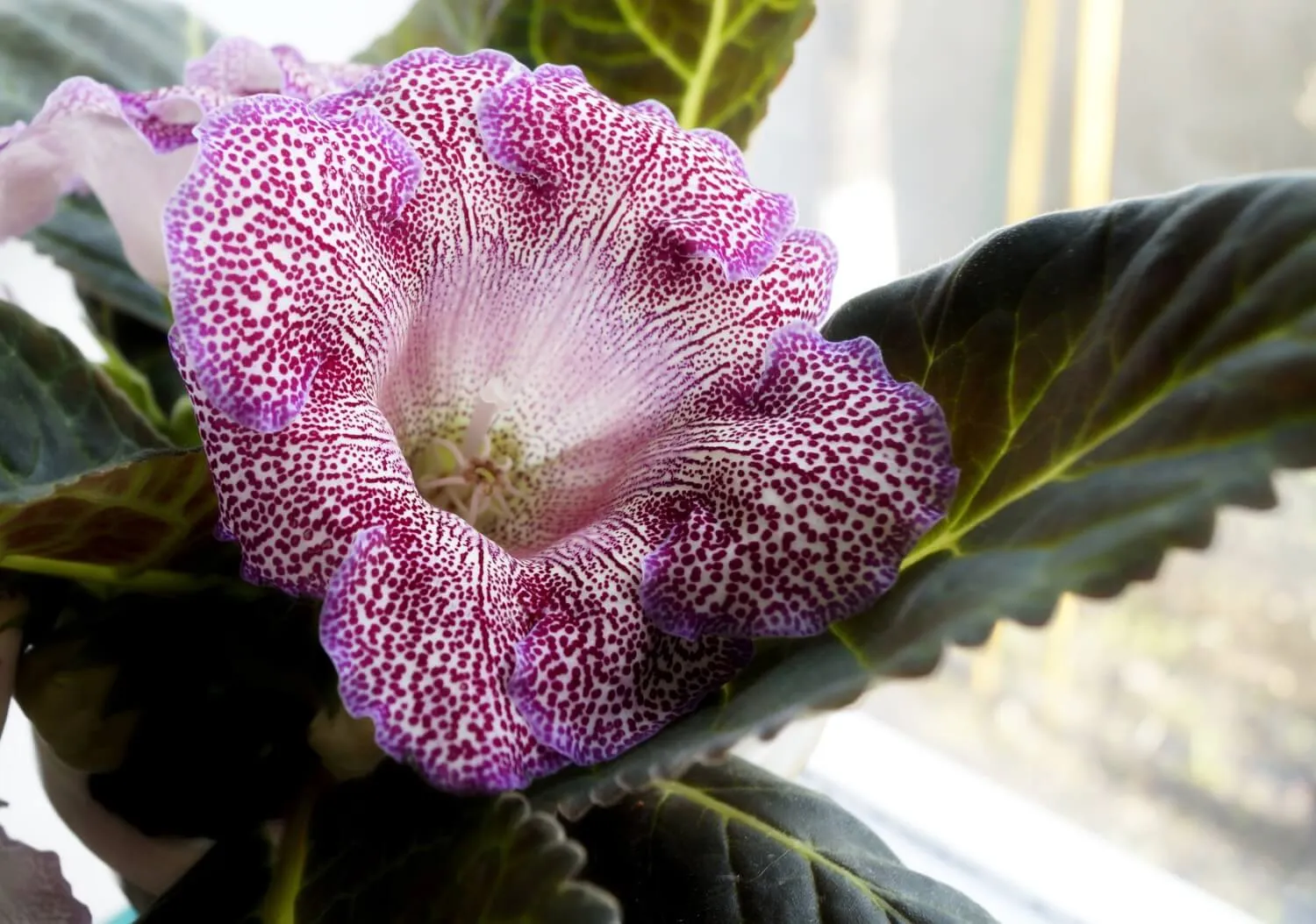 Глоксиния / gloxinia