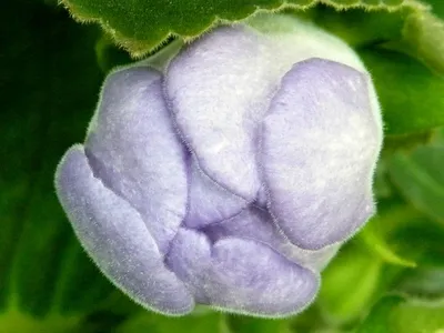 Фото глоксинии: красивое и изящное комнатное растение