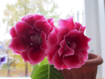 Фото комнатного растения глоксинии: красота и изящество в одном цветке
