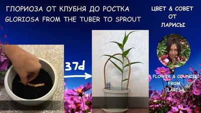 Комнатное растение Глориоза на фотографии