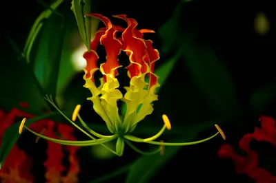 Фото Глориозы: как правильно ухаживать за этим красивым растением.