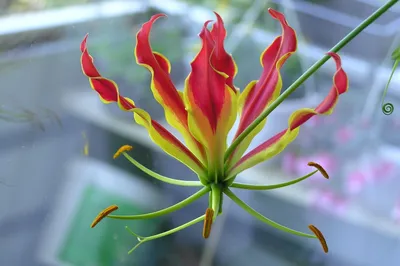 Комнатное растение Глориоза на фото: яркие краски в интерьере