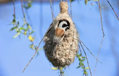 Гнезда птиц картинки фотографии