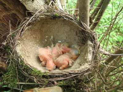 Покинутое гнездо птиц на том основании Стоковое Фото - изображение  насчитывающей несколько, мало: 117412266