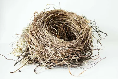Птицы вьют гнезда весной (38 фото) - 38 фото