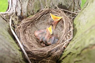Гнездо птиц стоковое изображение. изображение насчитывающей разрешение -  31719851