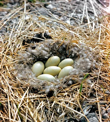 Картинка птицы вьют гнезда - 68 фото