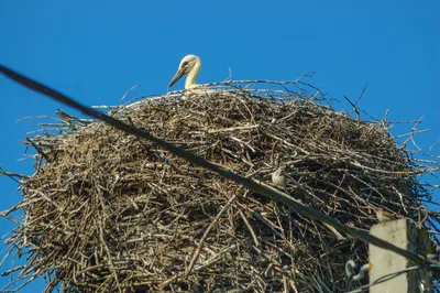 картинки : Птичье гнездо, птица, Белый аист, Ciconiiformes, Ветка, небо,  филиал, растение, клюв 3008x2000 - paul - 1619567 - красивые картинки -  PxHere