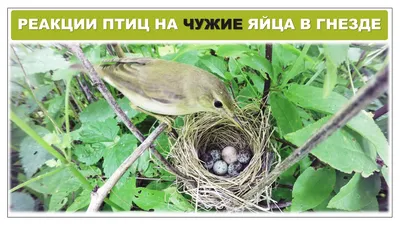 Самые крупные гнезда птиц - 71 фото