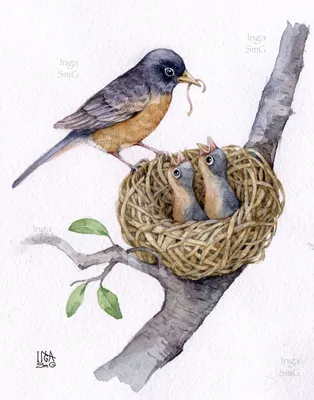 Картинки гнезда птиц для детей - 32 фото