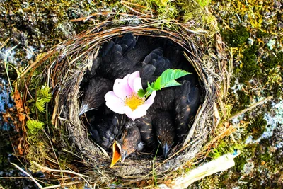 Опыты с подкладкой чужих яиц в гнезда птиц - YouTube