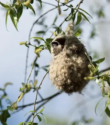 Изолированное изображение птиц и гнезда | Премиум Фото