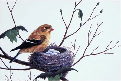 Уничтожать гнезда птиц в Беларуси запрещено с 16 февраля