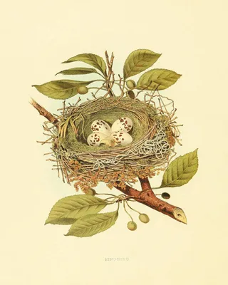 Картинка птицы вьют гнезда - 68 фото