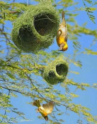 Гнезда Птиц Свисают С Ветвей Дерева — стоковые фотографии и другие картинки  Бразилия - Бразилия, Ветвь - часть растения, Вешать - iStock
