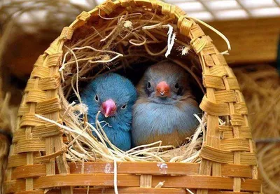 природа дикая природа изображение гнезда птиц байя ткачи, свисающего на  дереве Стоковое Фото - изображение насчитывающей висеть, ангстрома:  226017874