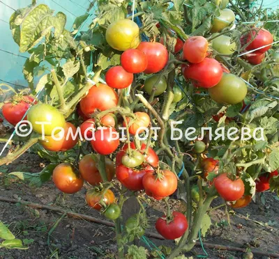 Мастер-класс «Новогодний гном» (2 фото). Воспитателям детских садов,  школьным учителям и педагогам - Маам.ру