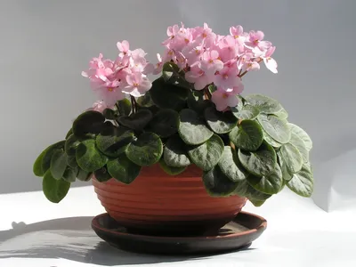 Гофмания на изображении: идеальное растение для создания уюта в доме