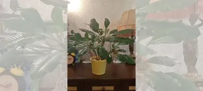 Картинка растения Гофмания: прекрасный выбор для создания атмосферы уюта в доме