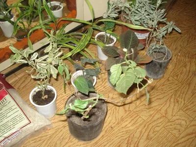 Картинка растения Гофмания: смотрится шикарно в любом интерьере