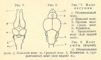 Головной мозг птиц отличается от земноводных картинки фотографии