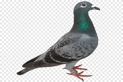 Columbidae Bird Racing Homer Rock голубь хинди, дети, животные, борьба с  вредителями png | PNGEgg