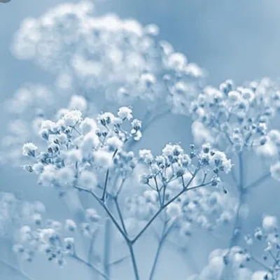 Светло голубые цветы (51 фото) - 51 фото