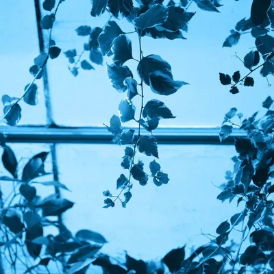 Голубые цветы эстетика - 73 фото