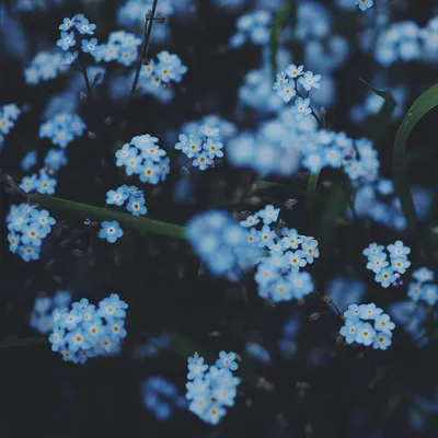 Голубые цветы эстетика - 73 фото