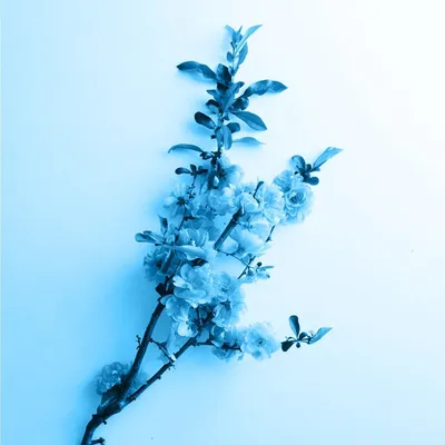голубой цветок мягкого неба на синем фоне в кубиках льда. концепция  весеннего пробуждения природы. плоская эстетика Стоковое Изображение -  изображение насчитывающей флористическо, промахов: 243380477