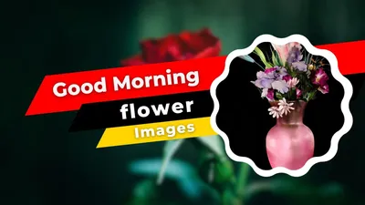 130+ Beautiful Good Morning Flower Images | HD Pics - morninglif