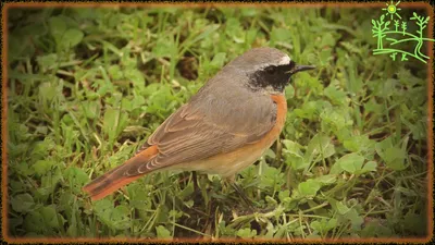 Bird Voices As Redstart Sings (Phoenicurus phoenicurus) - YouTube