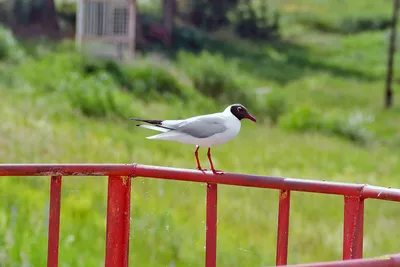 Наши друзья птицы