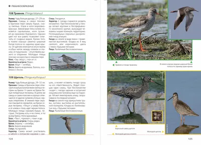 PDF) Avifauna of the States of Northern Eurasia (former USSR): Checklists
