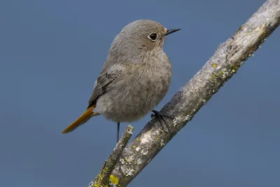 Горихвостка садовая (Phoenicurus phoenicurus). Фотогалерея птиц. Фотографии  птиц России, Беларуси, Украины, Казахстана, Таджикистана, Азербайджана.