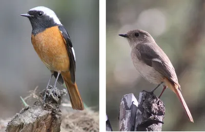 Сибирская Горихвостка (Auroreus Phoenicurus) Красивый Оранжевый Птица  Живот, Крылья Черные И Серебряные Головы Сидящие На Деревянный Столб С  Задаваясь Лицом, Увлечен Существо Фотография, картинки, изображения и  сток-фотография без роялти. Image 66287013