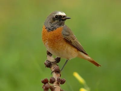 Сибирская горихвостка - eBird