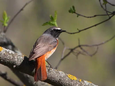 Обыкновенная горихвостка (Phoenicurus phoenicurus) | Пикабу