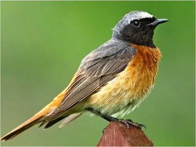 Красивая Птица, Даурский Горихвостка (Phoenicurus Auroreus), Белый Фон  Фотография, картинки, изображения и сток-фотография без роялти. Image  25081235